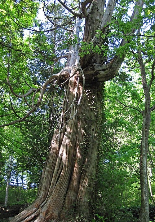 Thuja, standing in for Thuja japonica