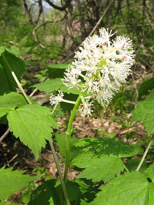 Actaea asiatica