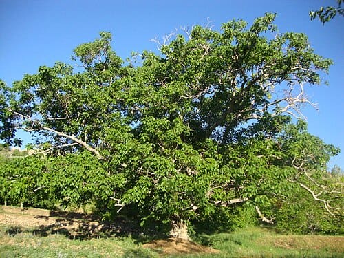 Juglans regia