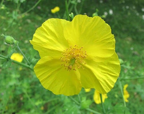 Dicranostigma leptopodum