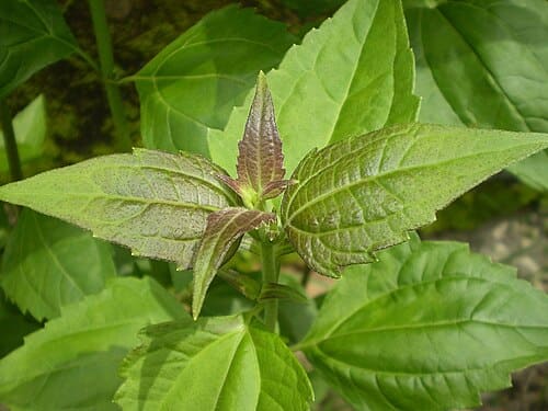 Chromolaena odorata