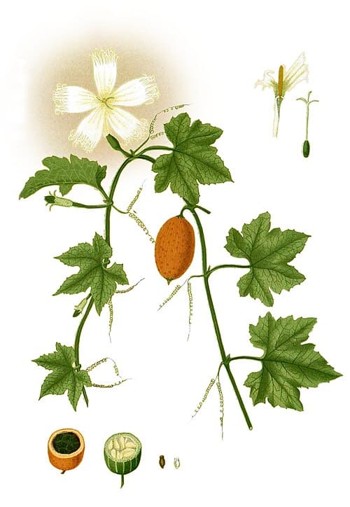Trichosanthes, standing in for Trichosanthes biloba