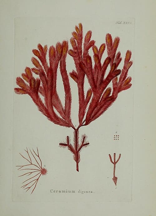Digenea simplex