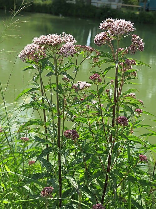 Eupatorium cannabinum