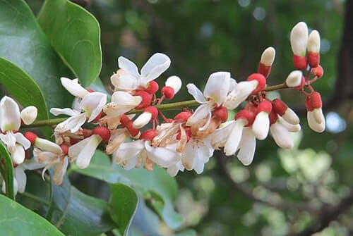 Derris scandens