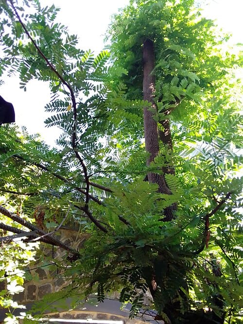 Tamarindus indica