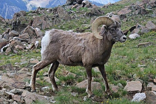 Ovis aries