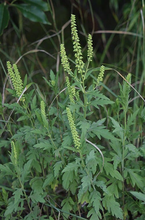 Ambrosia, standing in for Ambrosia spinosa