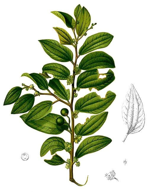 Ziziphus oenopolia