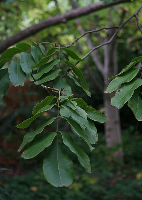 Cyclocarya paliurus
