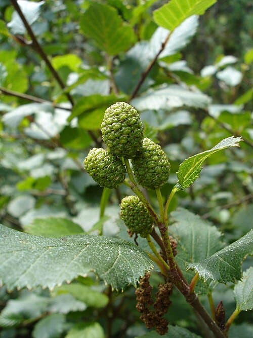 Alnus viridis