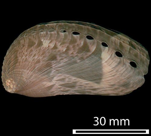 Haliotis