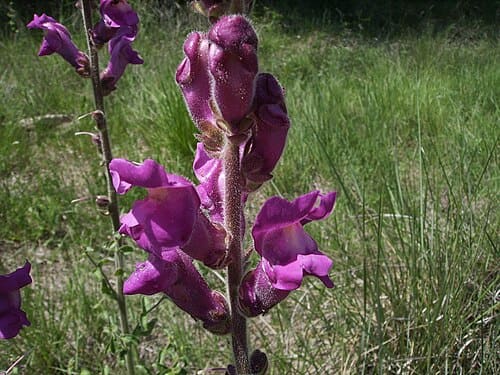 Antirrhinum majus