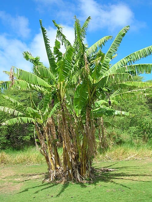 Musa, standing in for Musa paradisiaca
