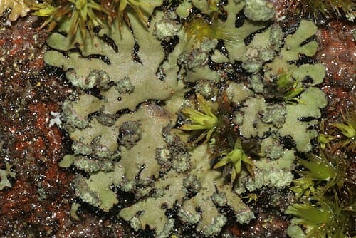 Phaeophyscia orbicularis