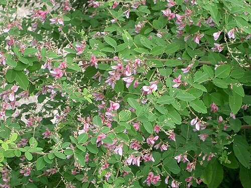 Lespedeza, standing in for Lespedeza mashii