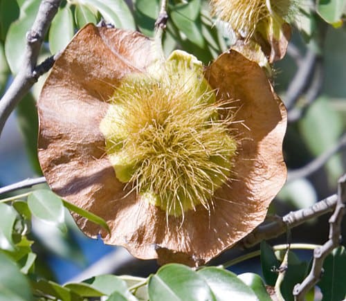 Pterocarpus, standing in for Pterocarpus longicaudatus