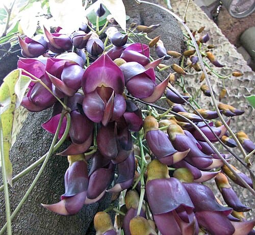 Mucuna sempervirens