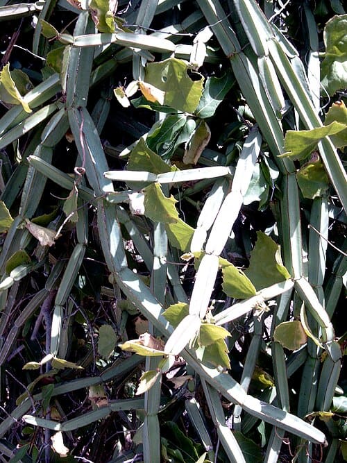 Cissus, standing in for Cissus alba