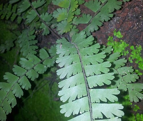 Adiantum caudatum