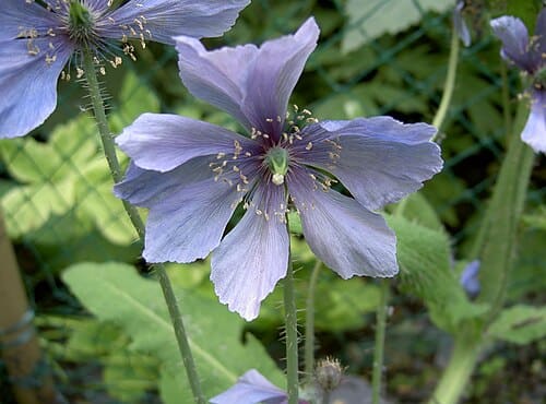 Meconopsis horridula