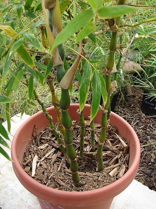 Bambusa tuldoides