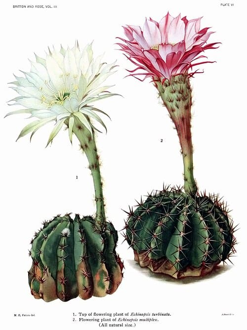 Echinopsis, standing in for Echinopsis americana