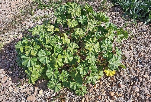 Malva, standing in for Malva sinensis