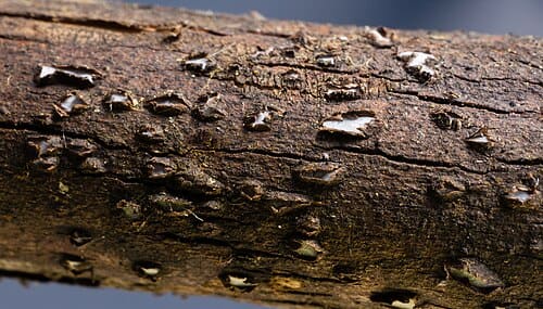 Propolis