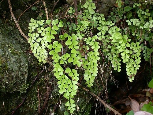 Adiantum monochlamys