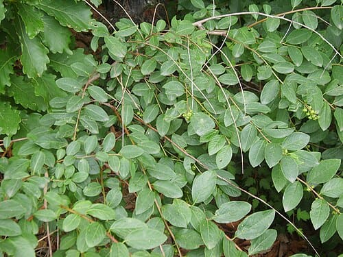 Flueggea suffruticosa