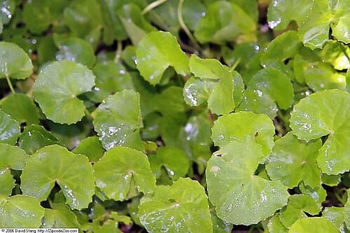 Bupleurum chinense