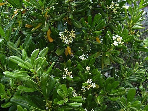 Pittosporum, standing in for Pittosporum hirsutum