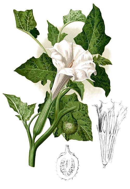 Datura metel