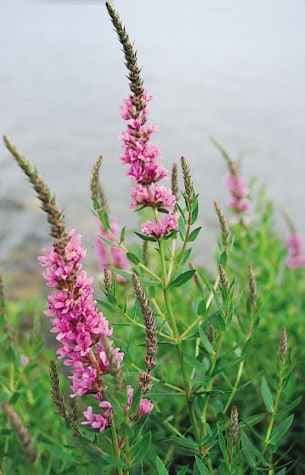 Lythraceae