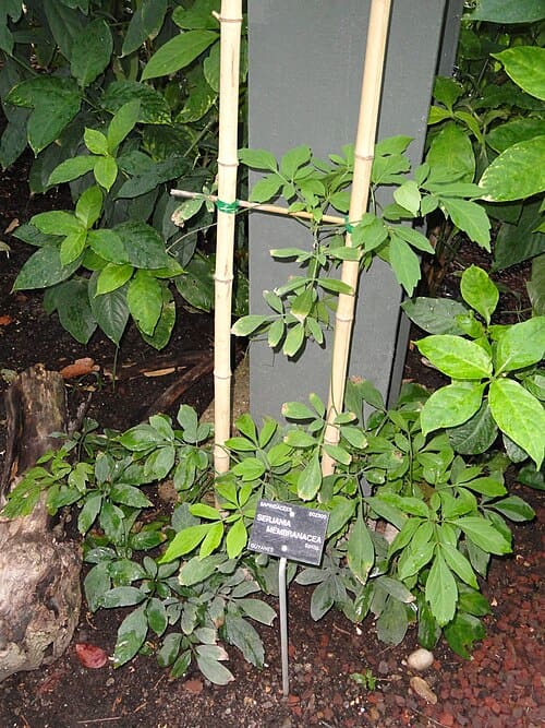 Serjania, standing in for Serjania polyphylla