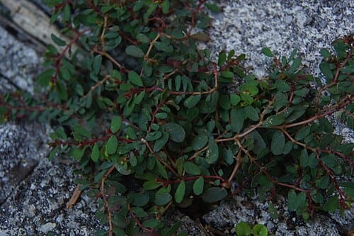 Euphorbia humifusa