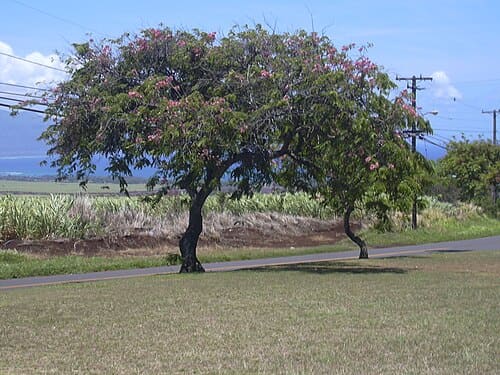 Cassia, standing in for Cassia sophera