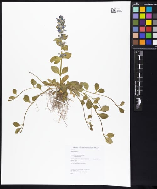 Ajuga reptans