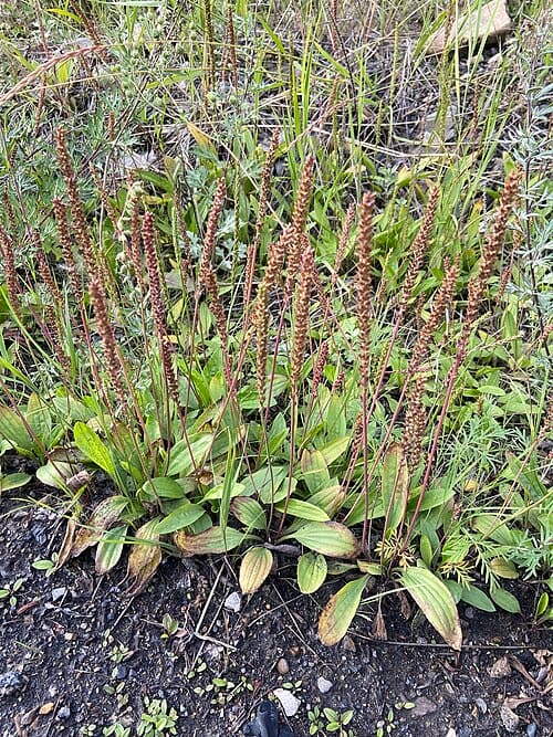 Plantago depressa