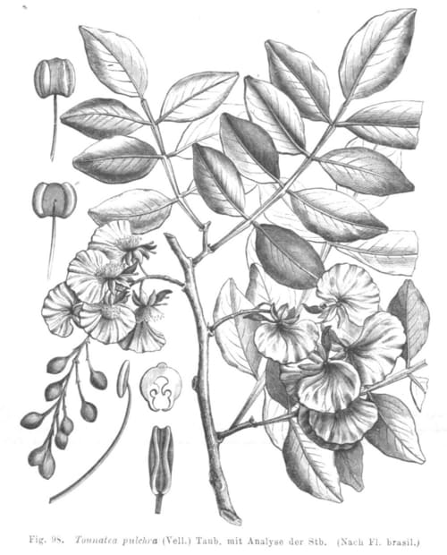 Swartzia, standing in for Swartzia madagascariensis
