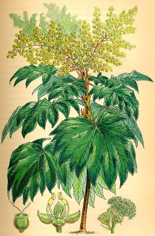 Tetrapanax papyrifer
