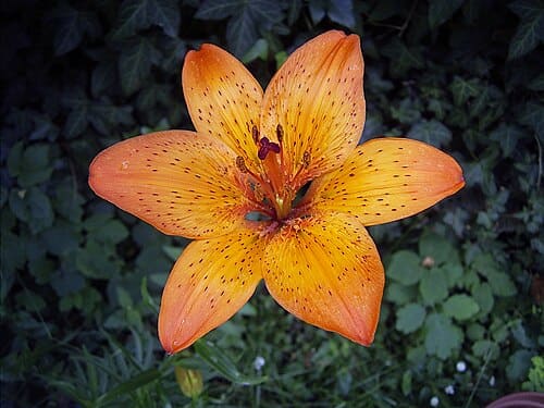 Lilium, standing in for Lilium linearifolianum