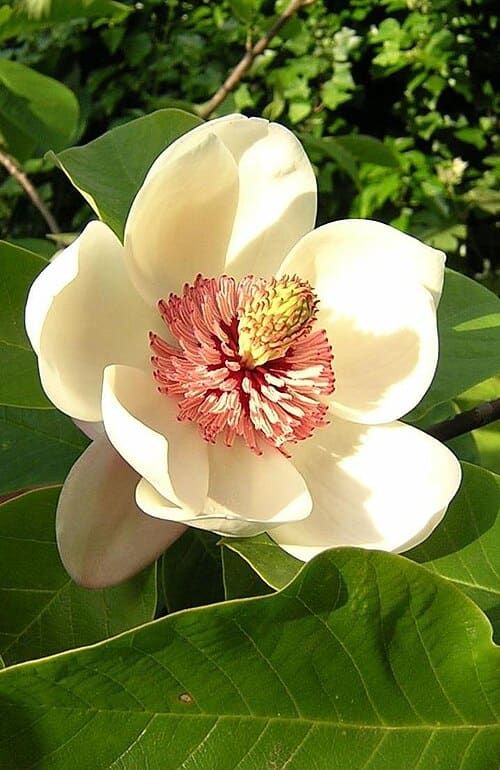 Magnolia, standing in for Magnolia villosa