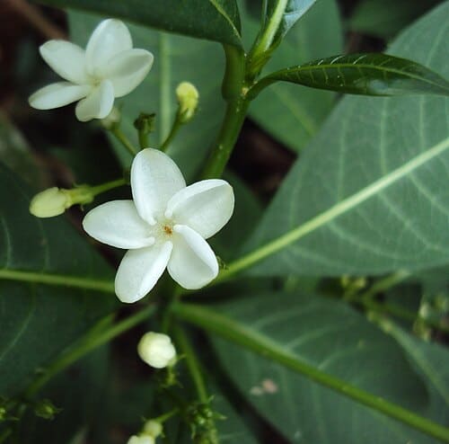 Rauvolfia verticillata, standing in for Rauvolfia verticillata var. hainanensis