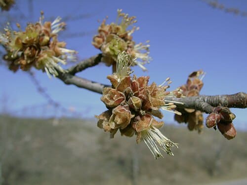 Acer saccharinum