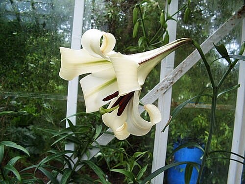 Lilium brownii
