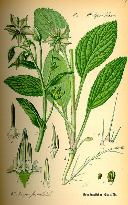 Borago officinalis