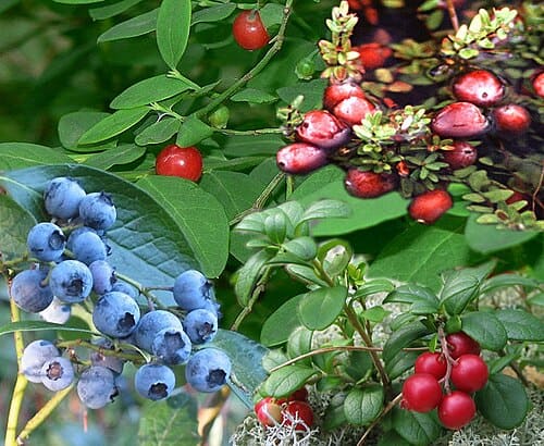 Vaccinium, standing in for Vaccinium viridis