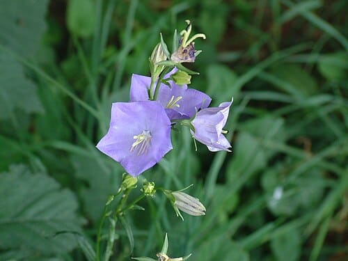 Campanula